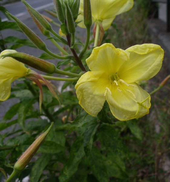 Oenothera glazioviana (= O.erytrosepala)