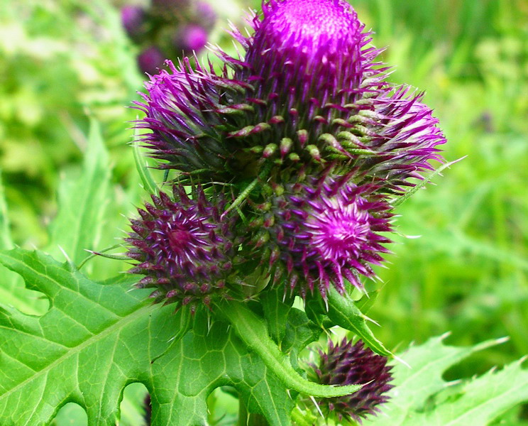 Cirsium alsophilum / Cardo montano