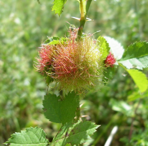 Galle di Rhodites rosae e di Andricus sp. (Cynipidae)