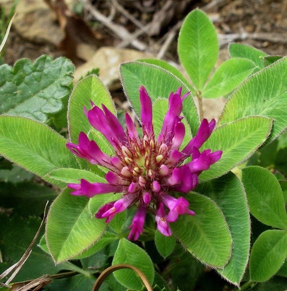 Trifolium medium  / Trifoglio medio