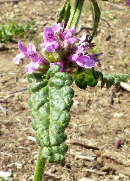 Stachys officinalis