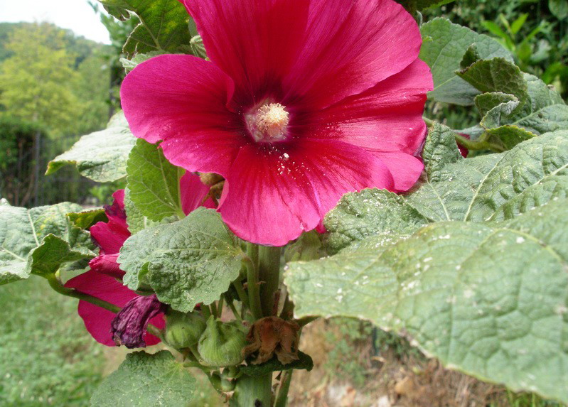 Alcea rosea / Malvone roseo