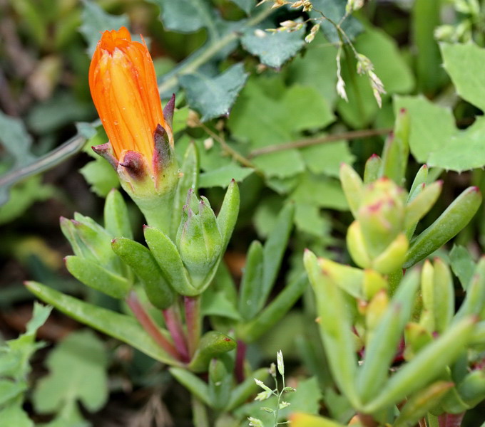 Determinazione piantina con fiori arancio