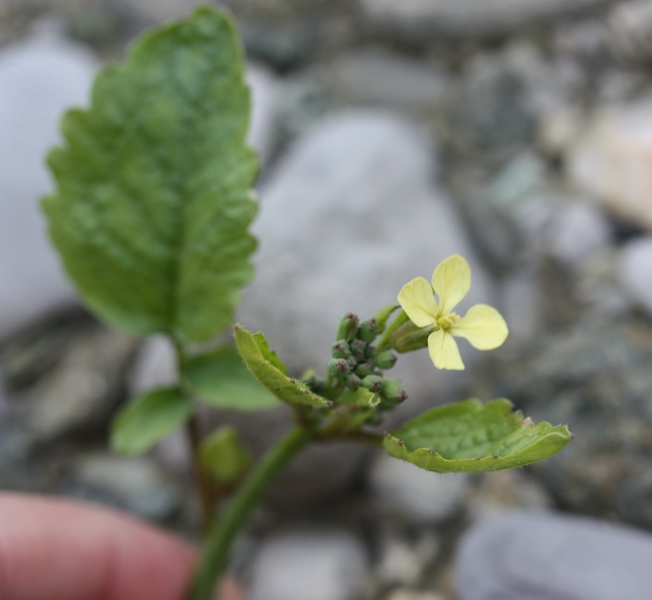 piantina a fiori gialli - Raphanus raphanistrum