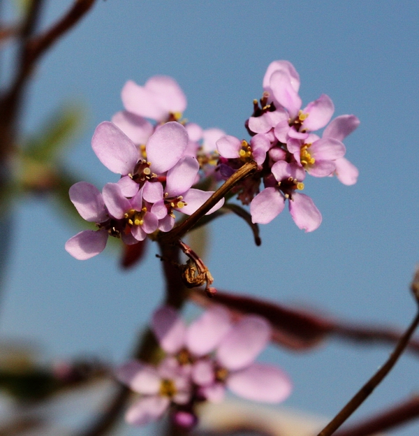 Iberis umbellata / Iberide rossa