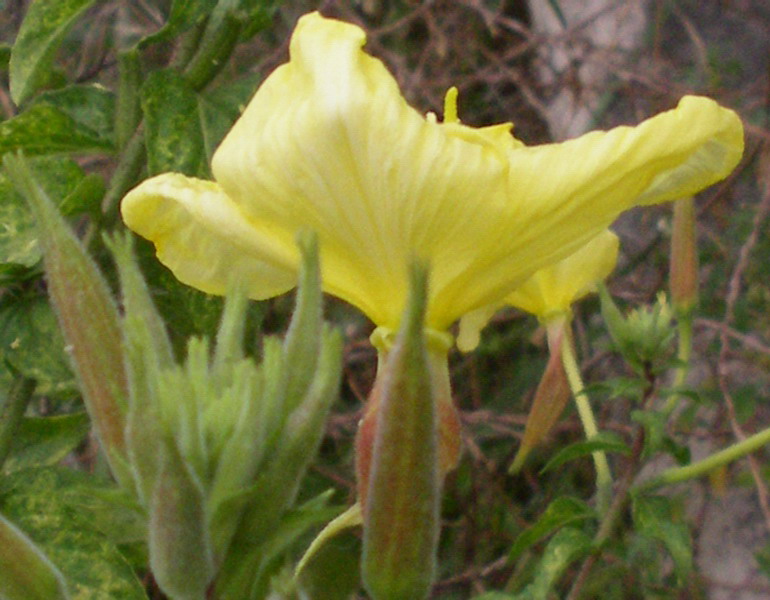 Oenothera glazioviana (= O.erytrosepala)