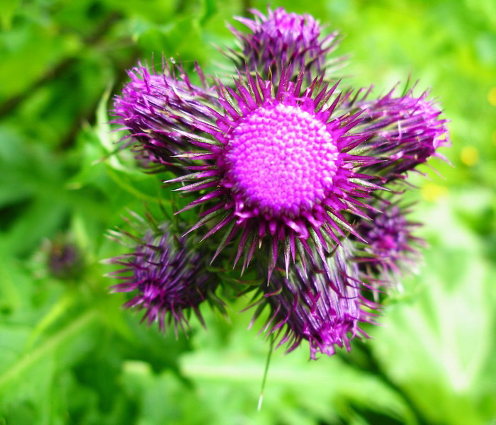 Cirsium alsophilum / Cardo montano