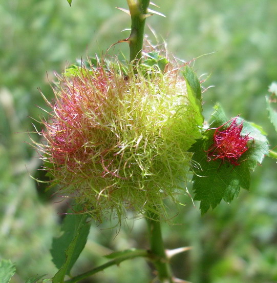 Galle di Rhodites rosae e di Andricus sp. (Cynipidae)