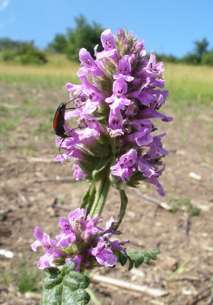 Stachys officinalis