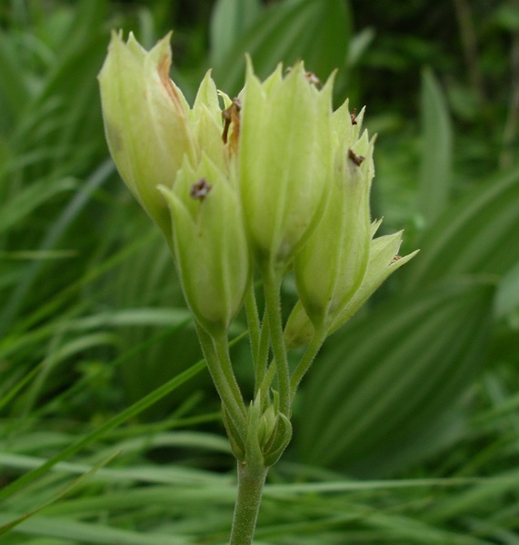 Primula veris sl.