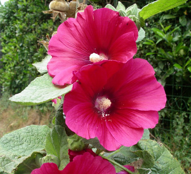 Alcea rosea / Malvone roseo