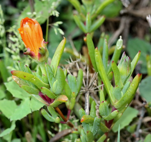 Determinazione piantina con fiori arancio