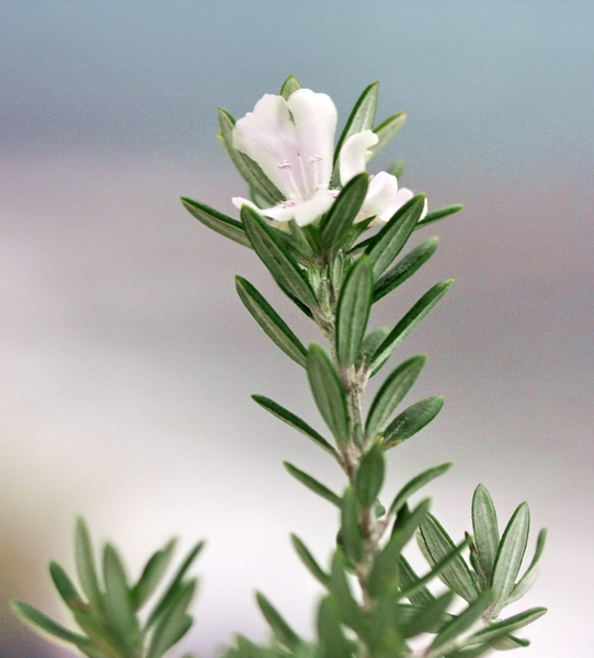 Westringia fruticosa