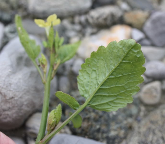 piantina a fiori gialli - Raphanus raphanistrum