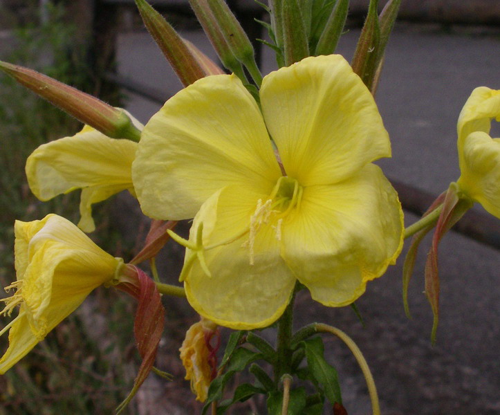 Oenothera glazioviana (= O.erytrosepala)