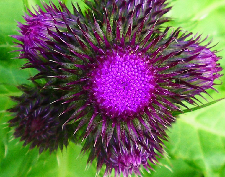 Cirsium alsophilum / Cardo montano