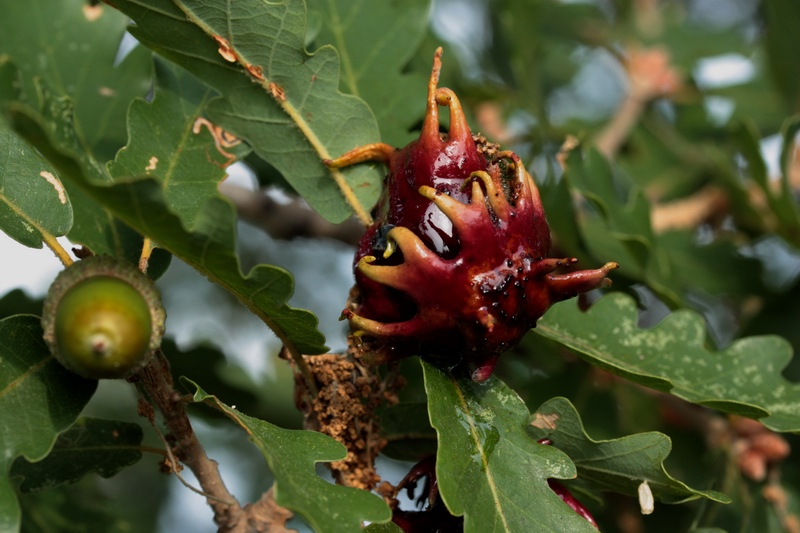 Galle di Rhodites rosae e di Andricus sp. (Cynipidae)