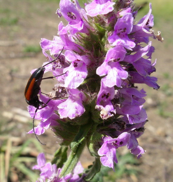 Stachys officinalis