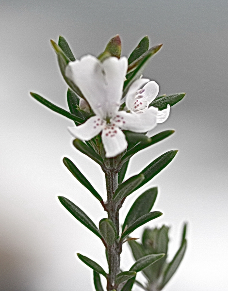 Westringia fruticosa