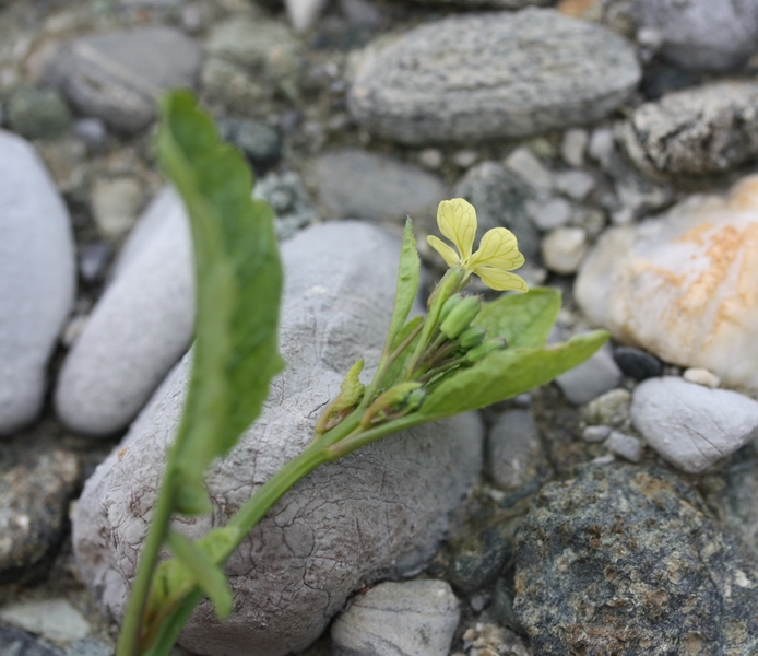 piantina a fiori gialli - Raphanus raphanistrum