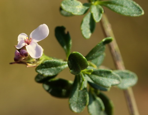 Iberis umbellata / Iberide rossa