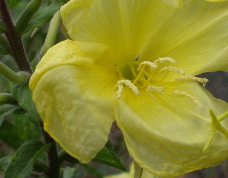 Oenothera glazioviana (= O.erytrosepala)