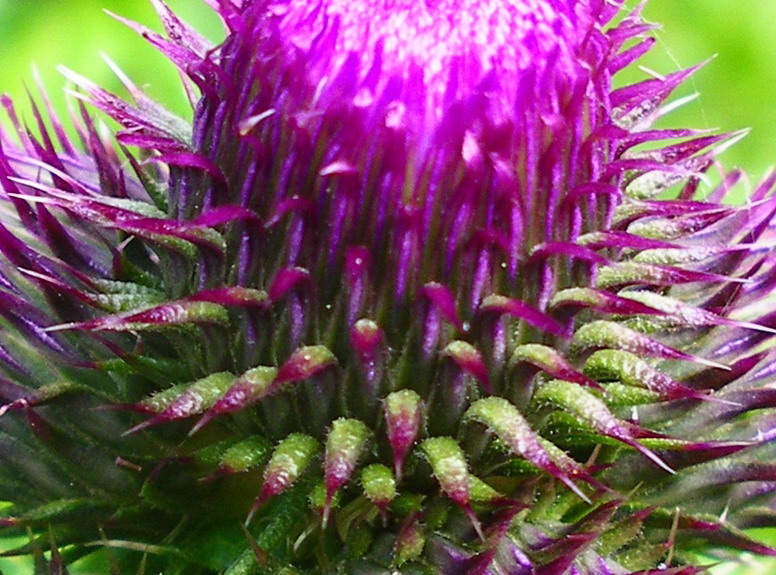 Cirsium alsophilum / Cardo montano