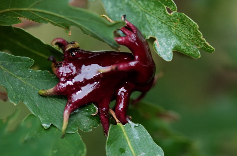 Galle di Rhodites rosae e di Andricus sp. (Cynipidae)