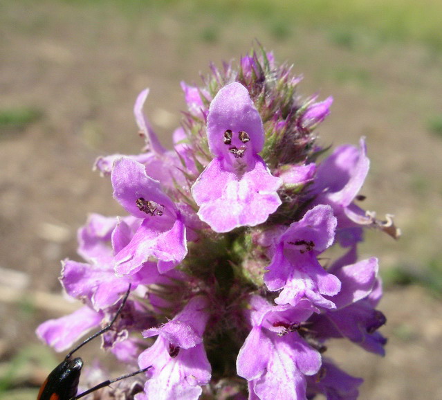 Stachys officinalis