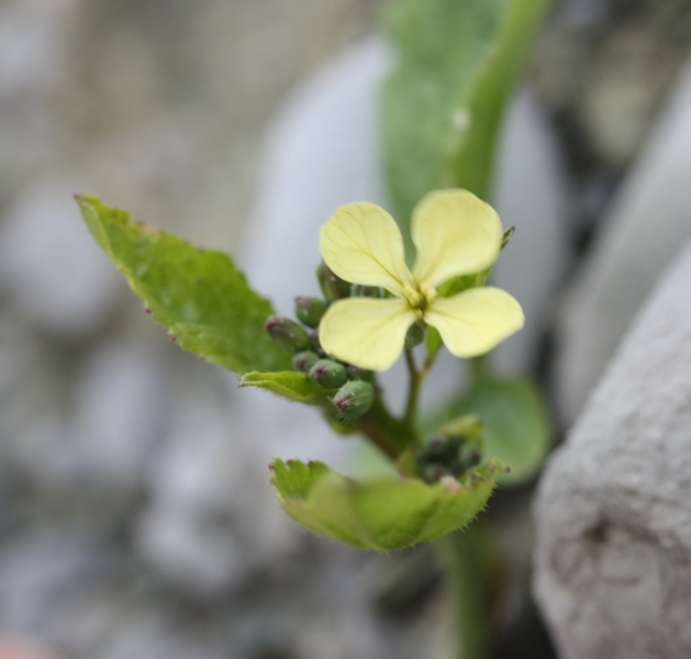 piantina a fiori gialli - Raphanus raphanistrum