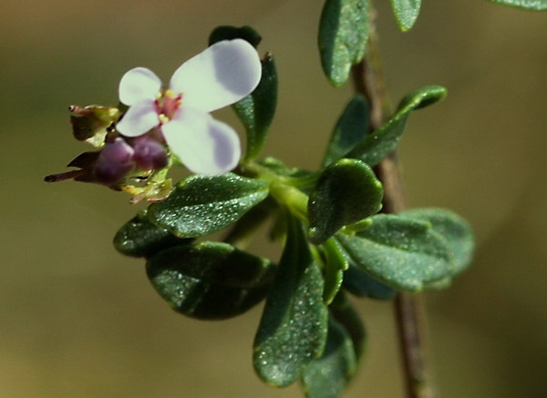 Iberis umbellata / Iberide rossa