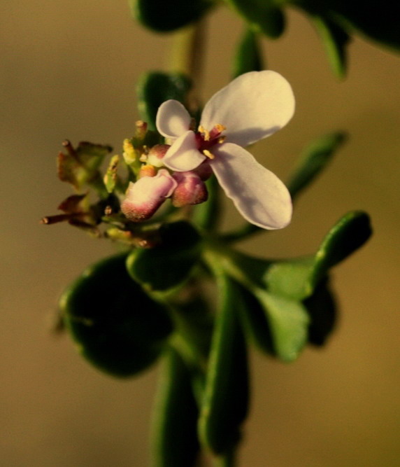 Iberis umbellata / Iberide rossa