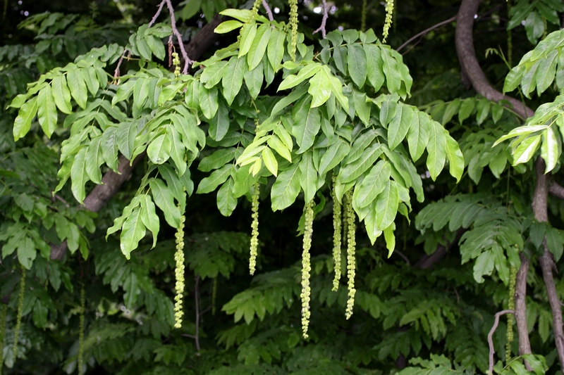 Pterocarya fraxinifolia / Noce del Caucaso