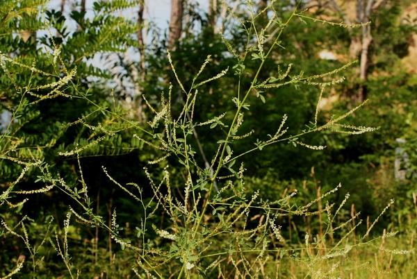 Trigonella alba (=Melilotus albus) / Meliloto bianco