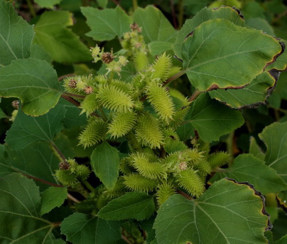 piantina a frutti spinosi - Xanthium sp.