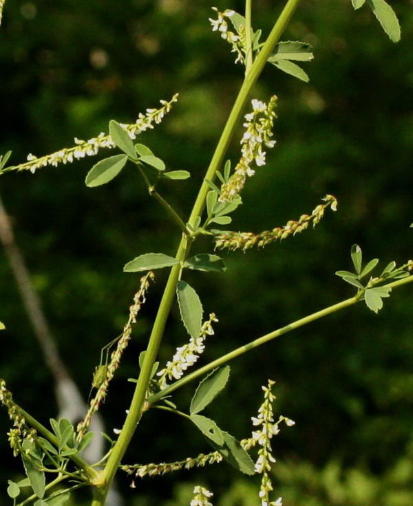 Trigonella alba (=Melilotus albus) / Meliloto bianco