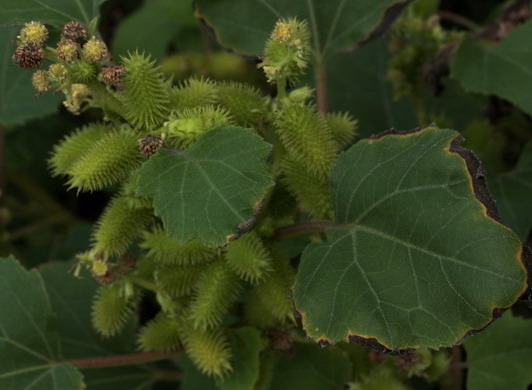 piantina a frutti spinosi - Xanthium sp.