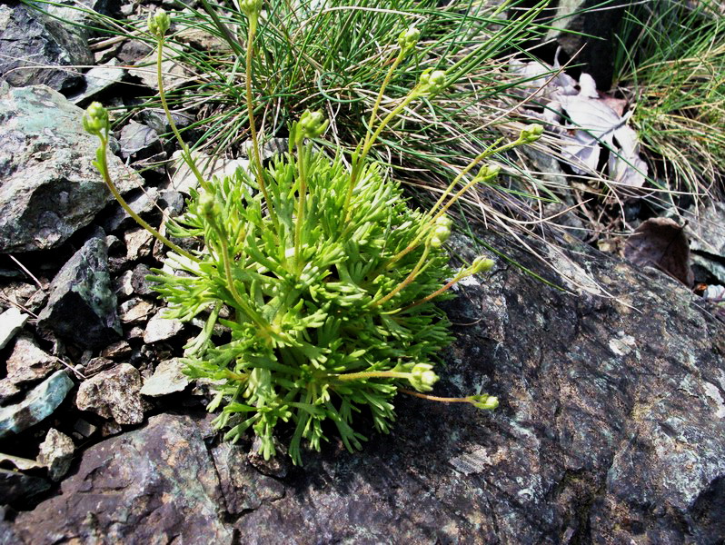 Saxifraga exarata subsp. moschata