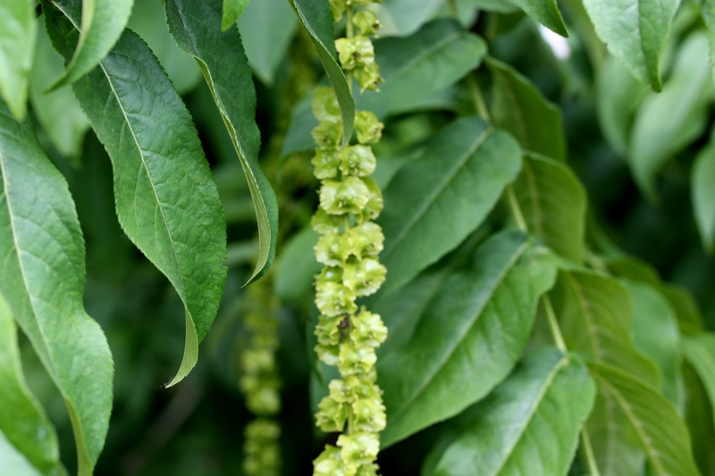 Pterocarya fraxinifolia / Noce del Caucaso