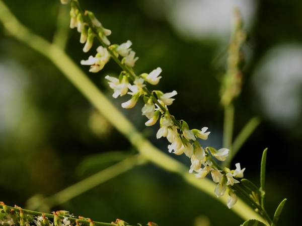 Trigonella alba (=Melilotus albus) / Meliloto bianco