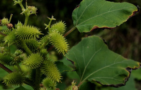 piantina a frutti spinosi - Xanthium sp.