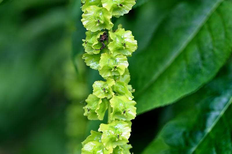 Pterocarya fraxinifolia / Noce del Caucaso