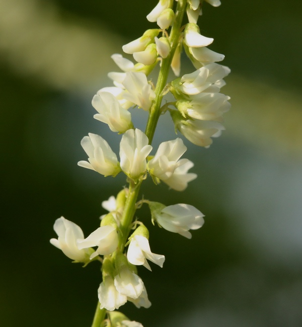 Trigonella alba (=Melilotus albus) / Meliloto bianco