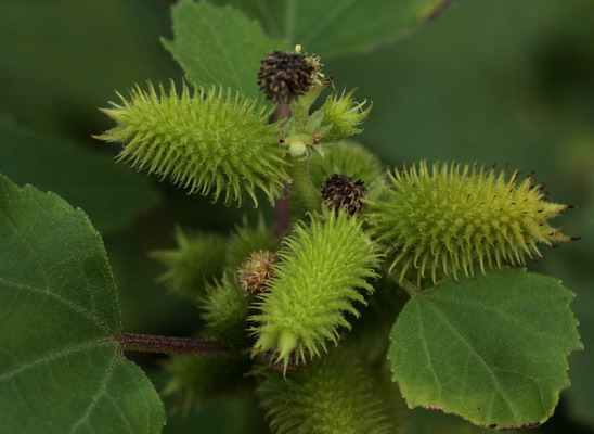 piantina a frutti spinosi - Xanthium sp.