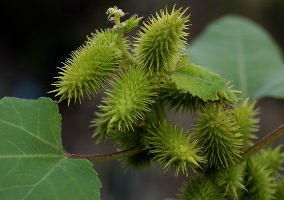 piantina a frutti spinosi - Xanthium sp.