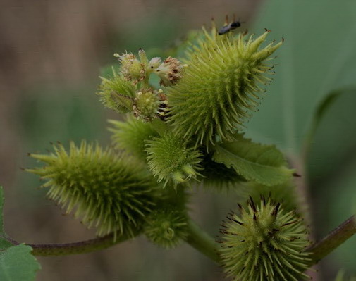 piantina a frutti spinosi - Xanthium sp.