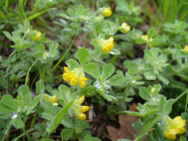 Lotus ornithopodioides