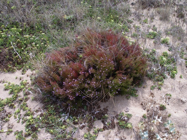 Limonium sp.