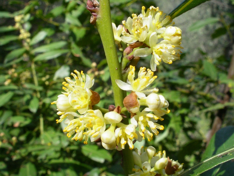 Laurus nobilis / Alloro