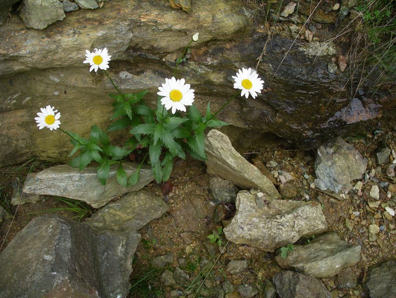 Asteracea - Leucanthemum cfr.vulgare